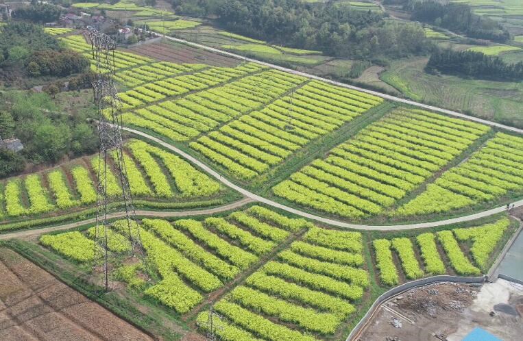 白芨資源急劇減少的原因是什么？